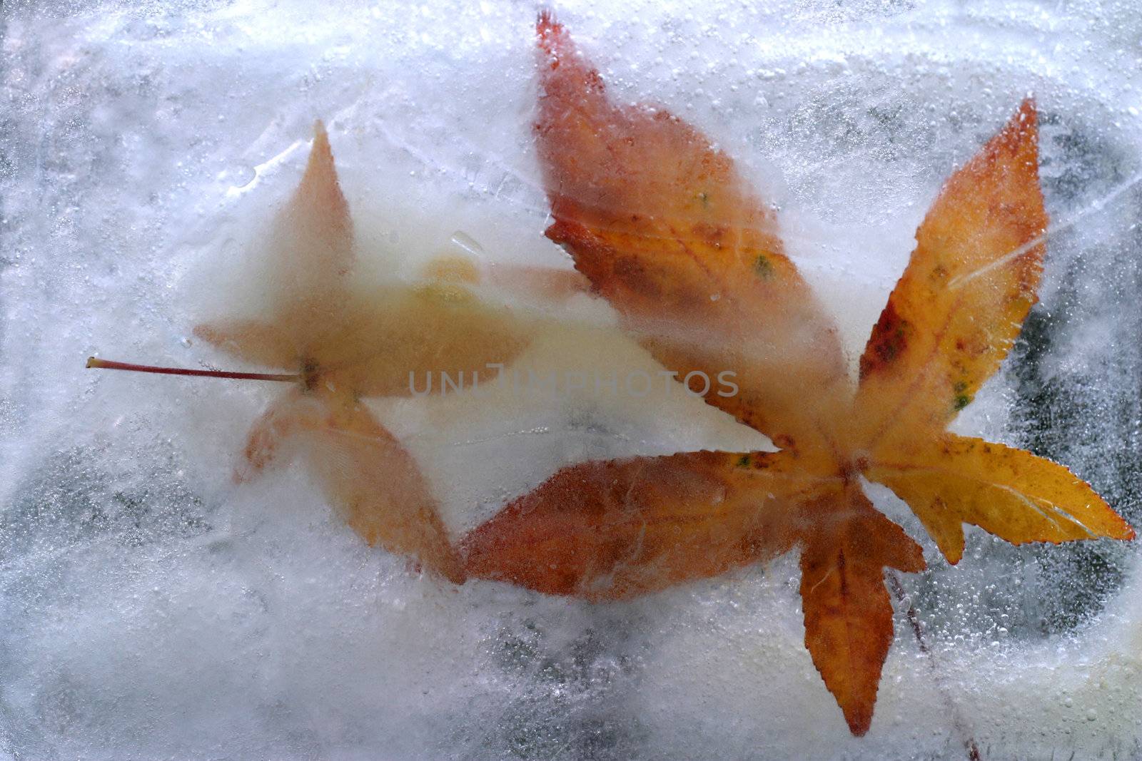 frozen leafs on the ice