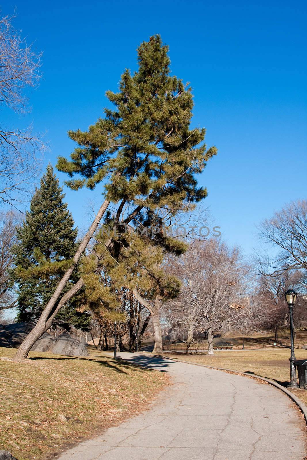 Paved walkway through a par during winter with bare trees without leaves and tilted evergreen, under a deep blue sky.