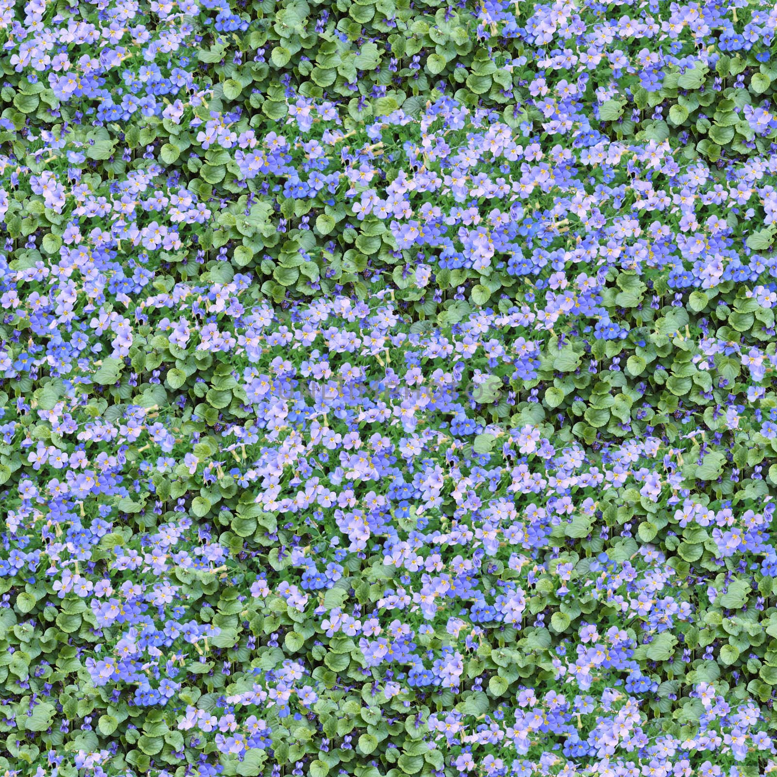 Seamless pattern made of aubrieta and violet flowers. It's composable like tiles without visible connecting line between parts