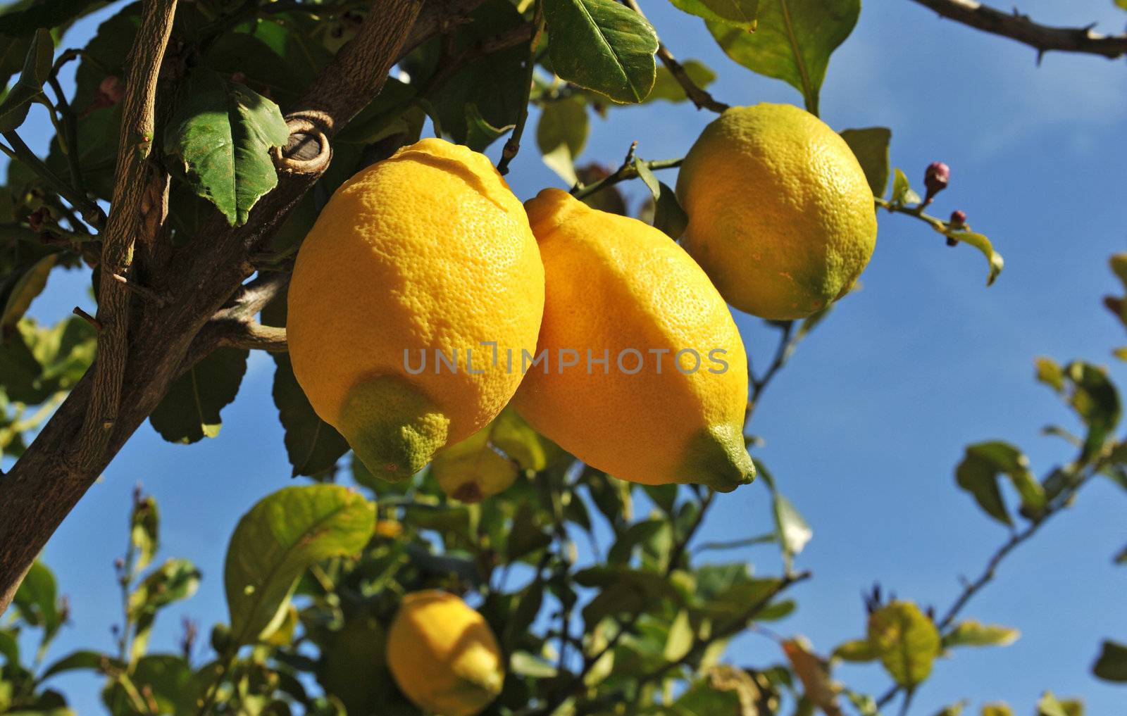 Lemons on a lemon tree in a day of spring