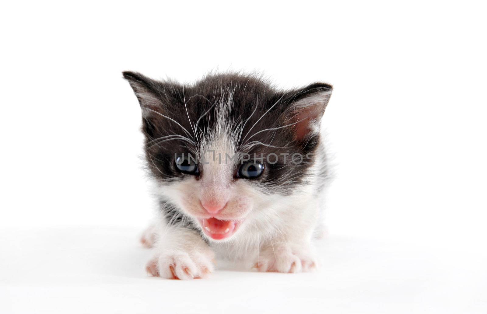 young black and white kitten on a white background