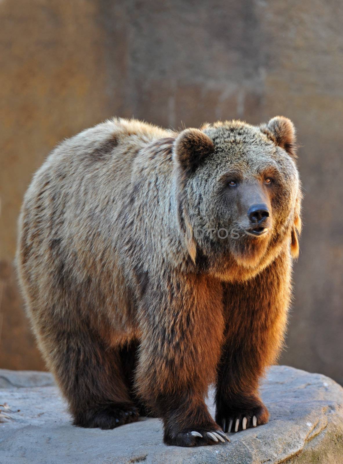 portrait of a grizzly bear upright in the morning sunshine
