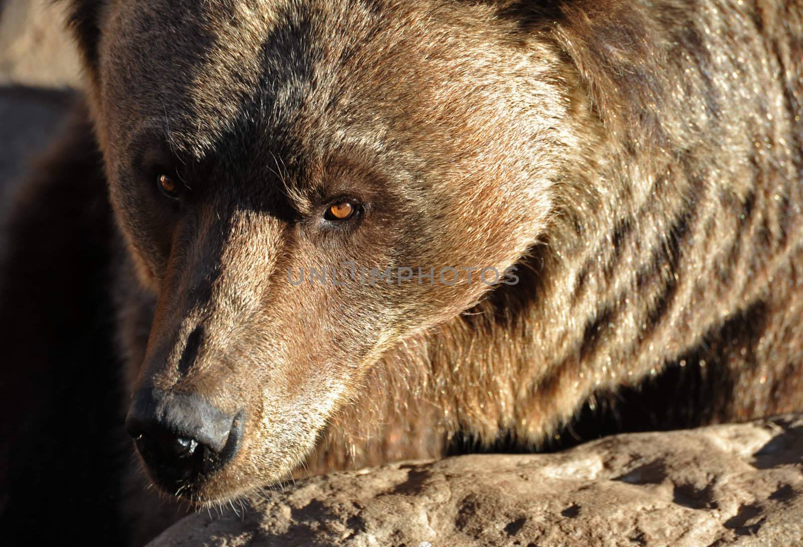 close up on the eyes of Grizzly Bear