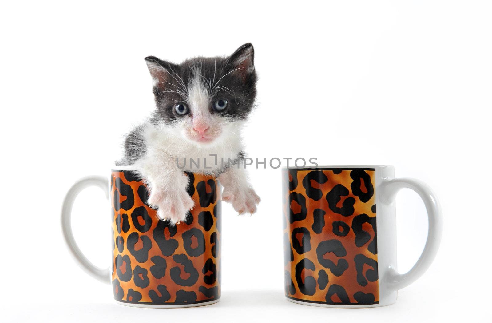 young black and white kitten in a cup of tea