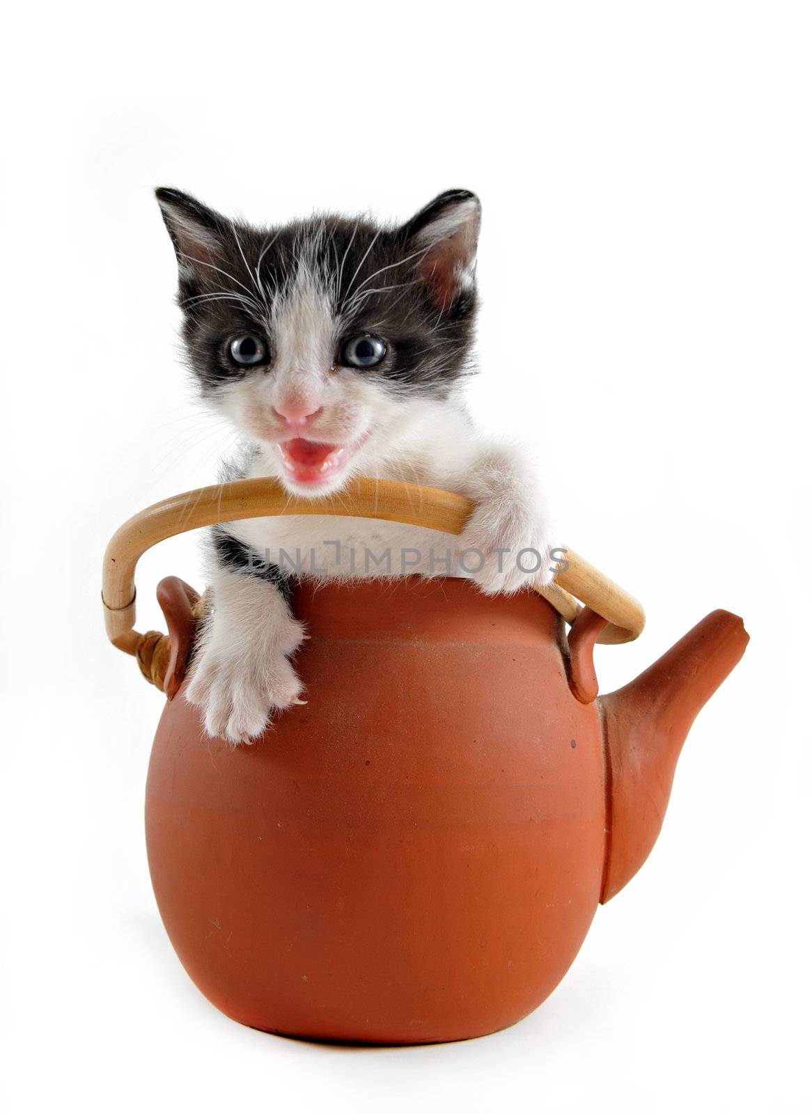 young black and white kitten in a tea pot