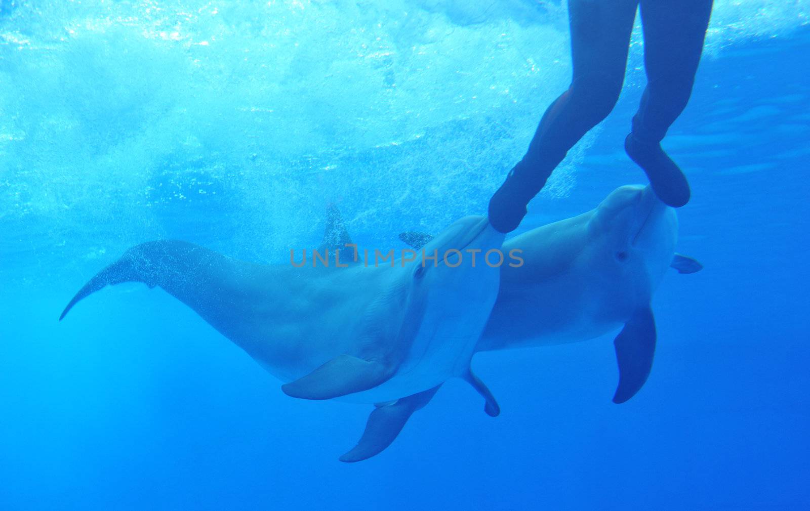 two dophins playing with a man in a aquarium