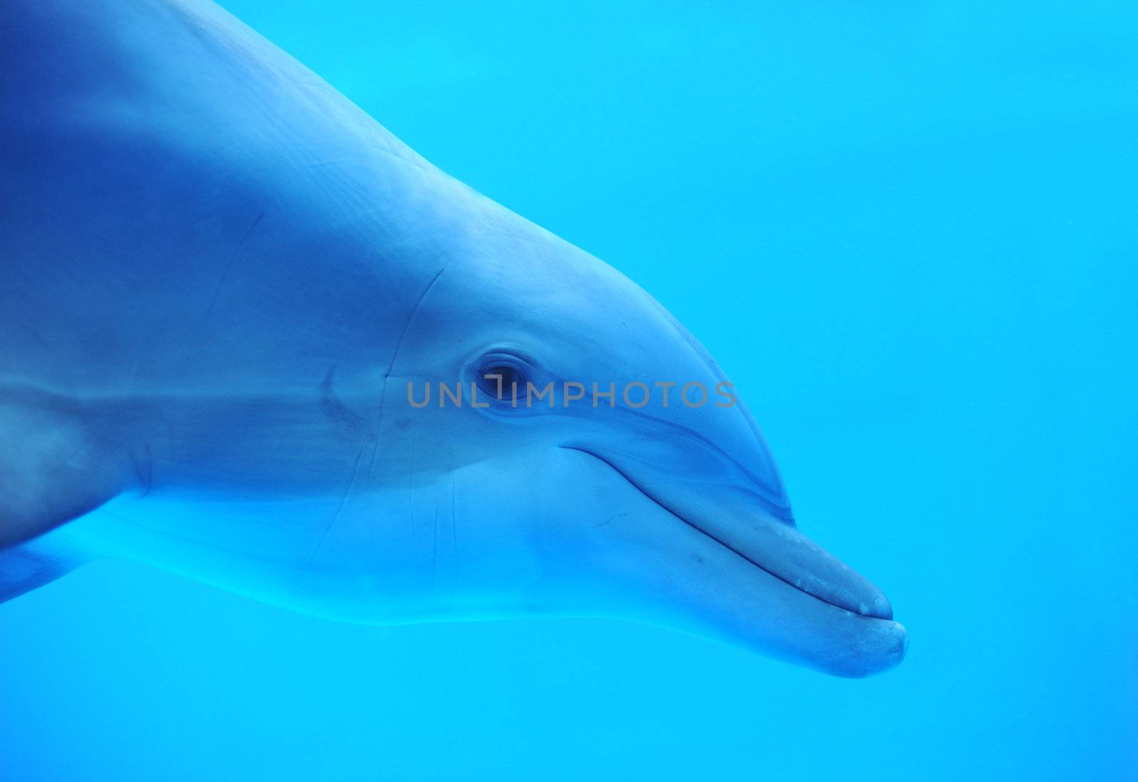 dolphin by cynoclub
