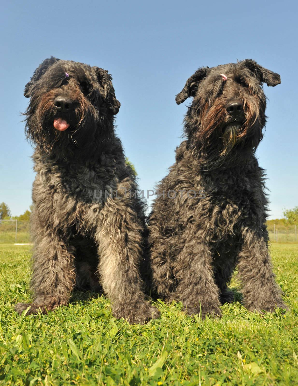 two dogs "bouvier des Flandres" sitting in a field