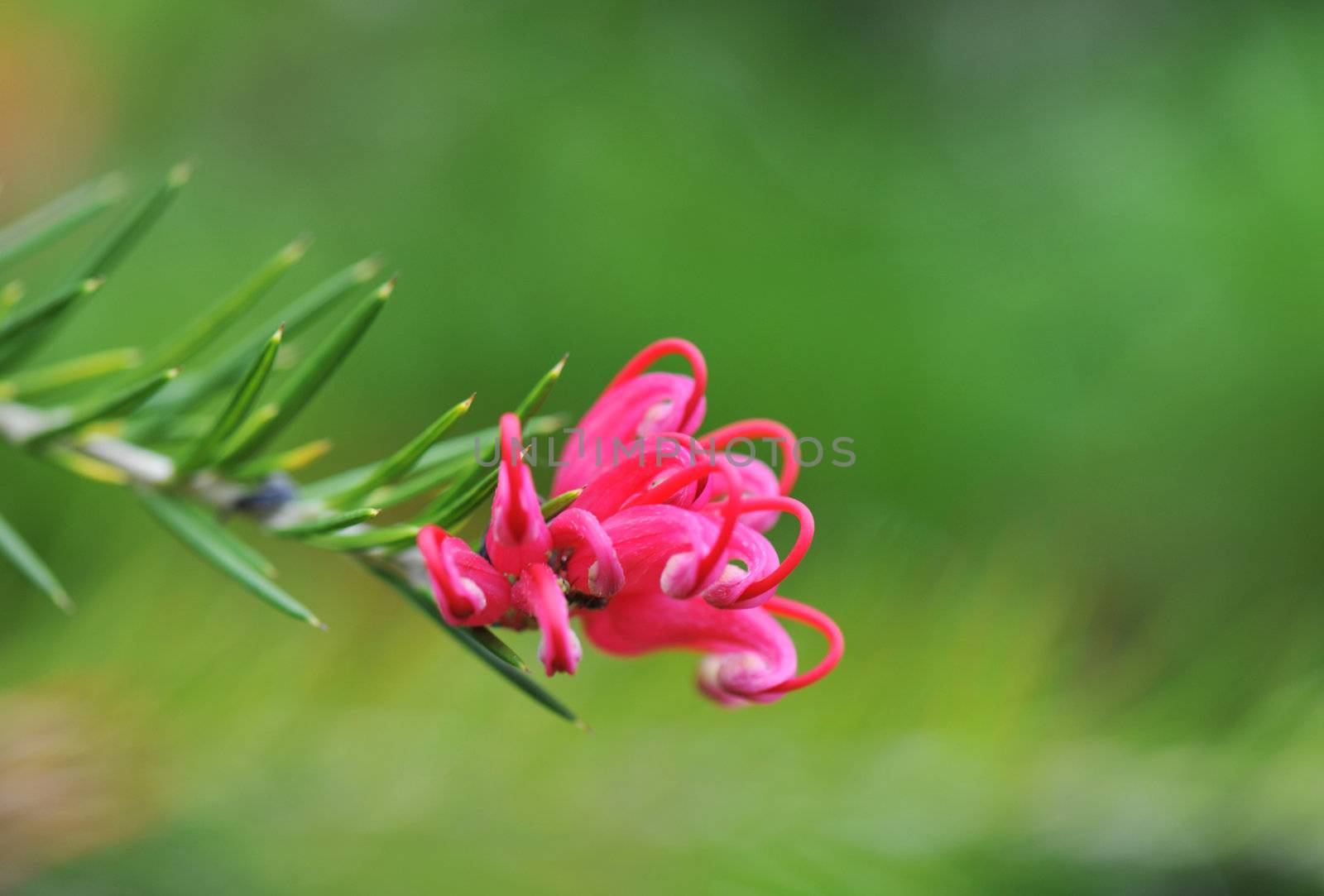 red Gr�villea juniperina  bloom in the garden