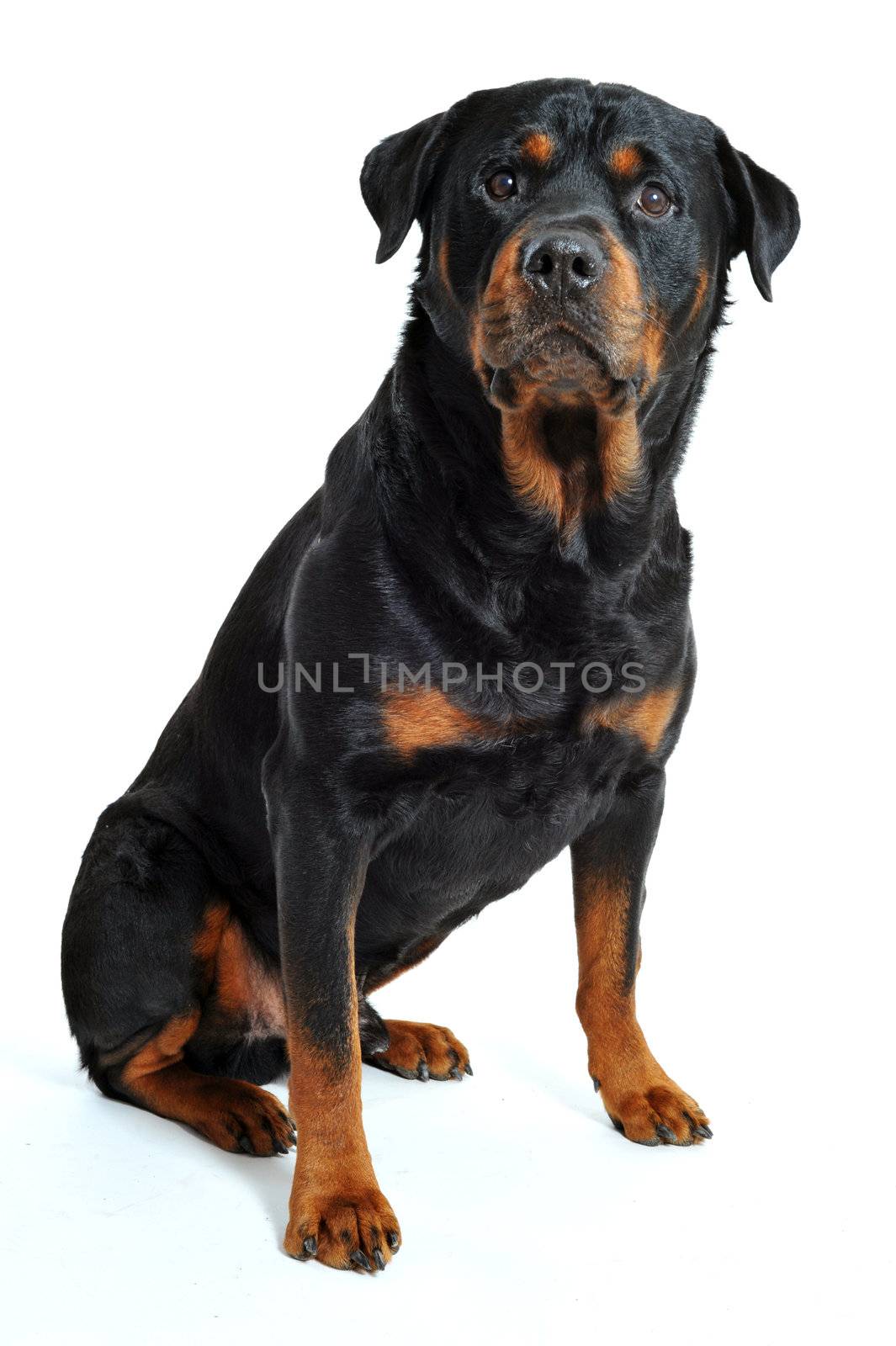 portrait of a purebred rottweiler on a white background