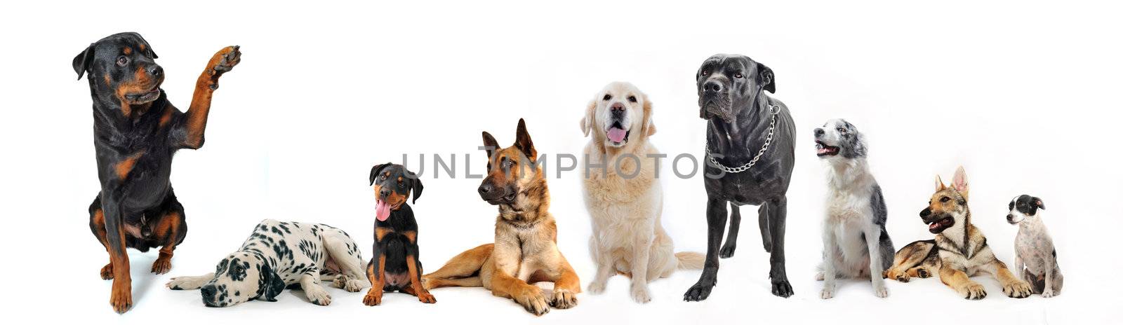 cute  rottweiler say hello with his paw to a group of dog