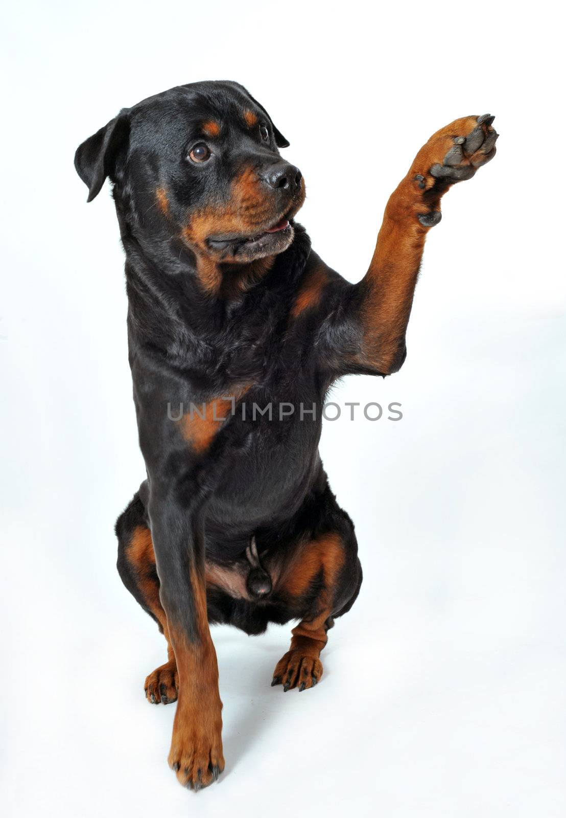 cute purebred rottweiler say hello with his paw
