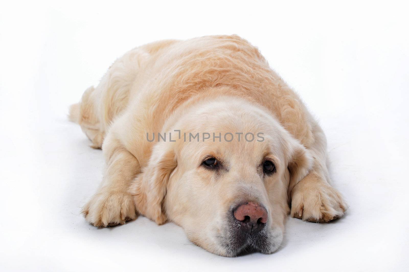 young golden retriever laying down on a white background