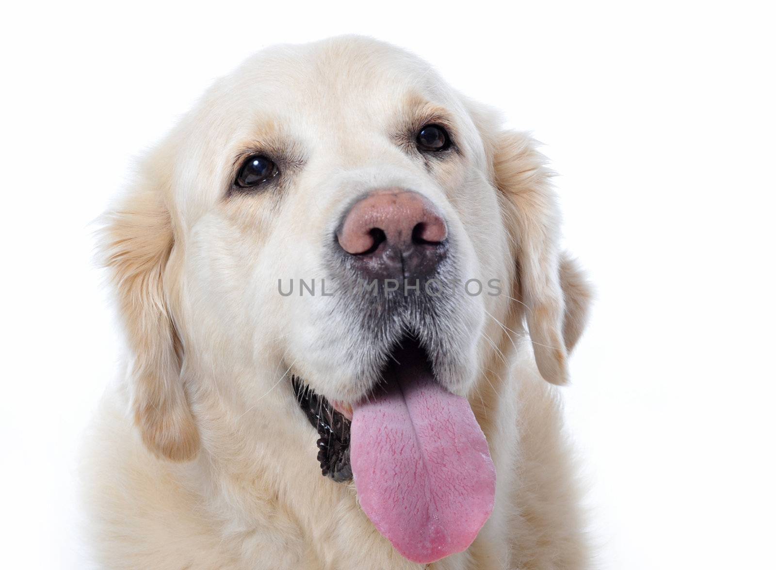 portrait of a purebred golden retriever, focus on the eyes