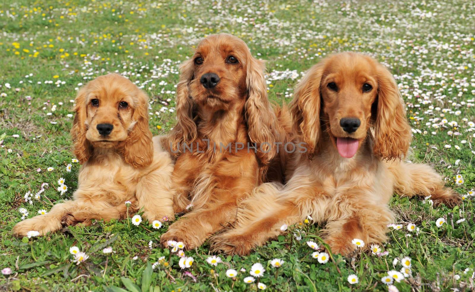 portrait of three purebred spaniel cocker in a field with flowers
