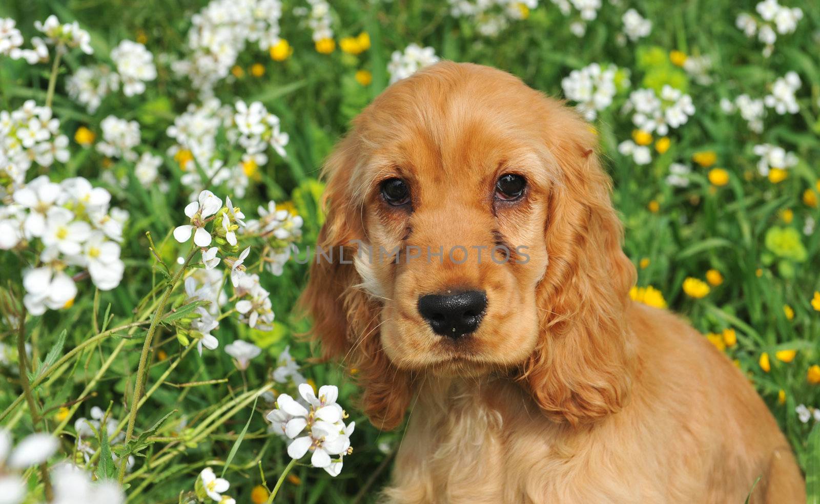 portrait of a puppy spaniel cocker in a field of flowers