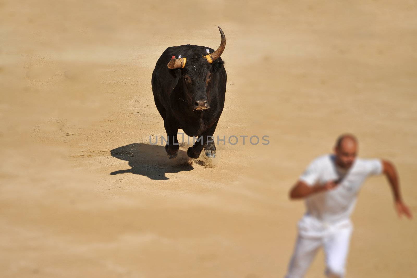 running bull by cynoclub