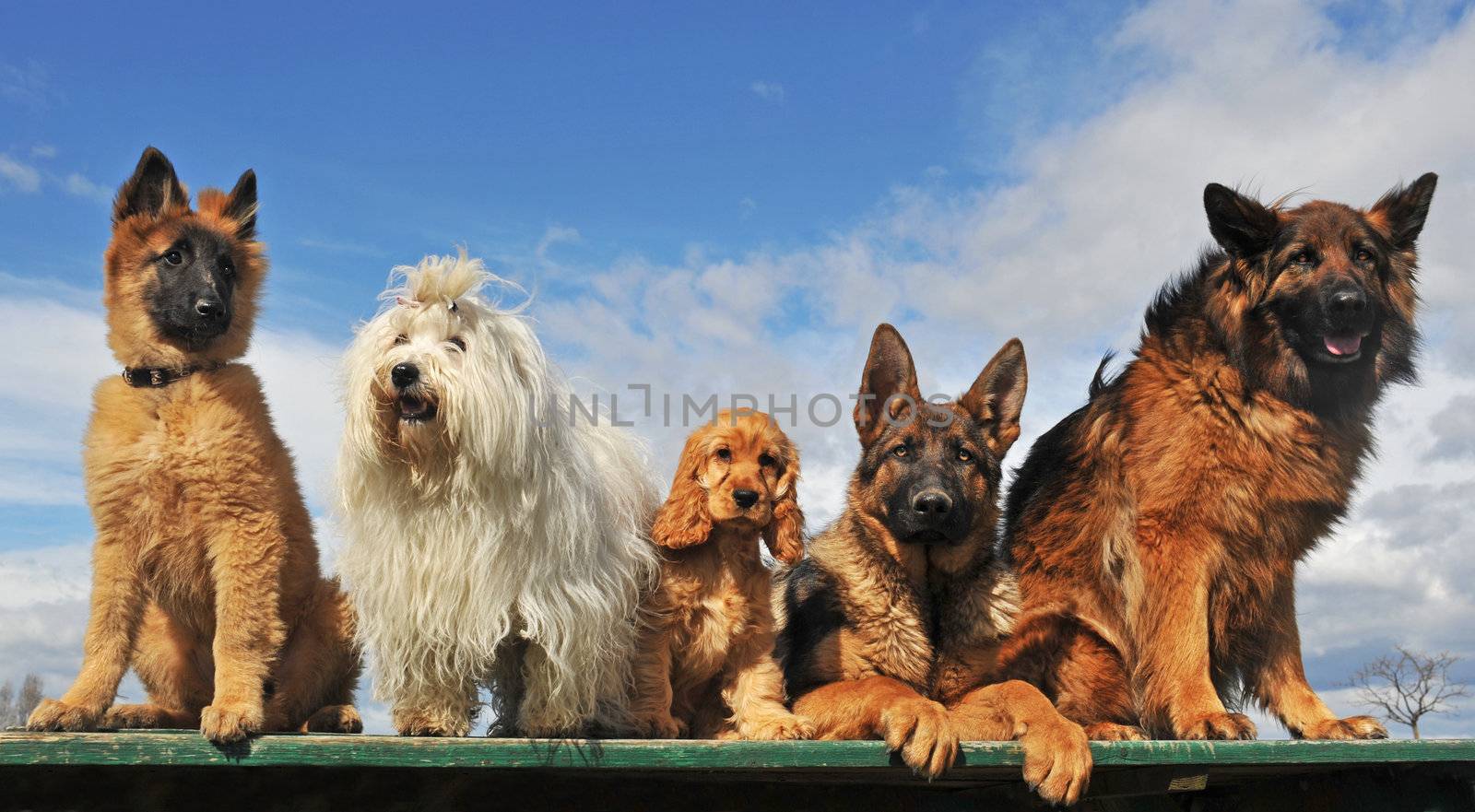 five dogs and puppies lying down and sitting on a table