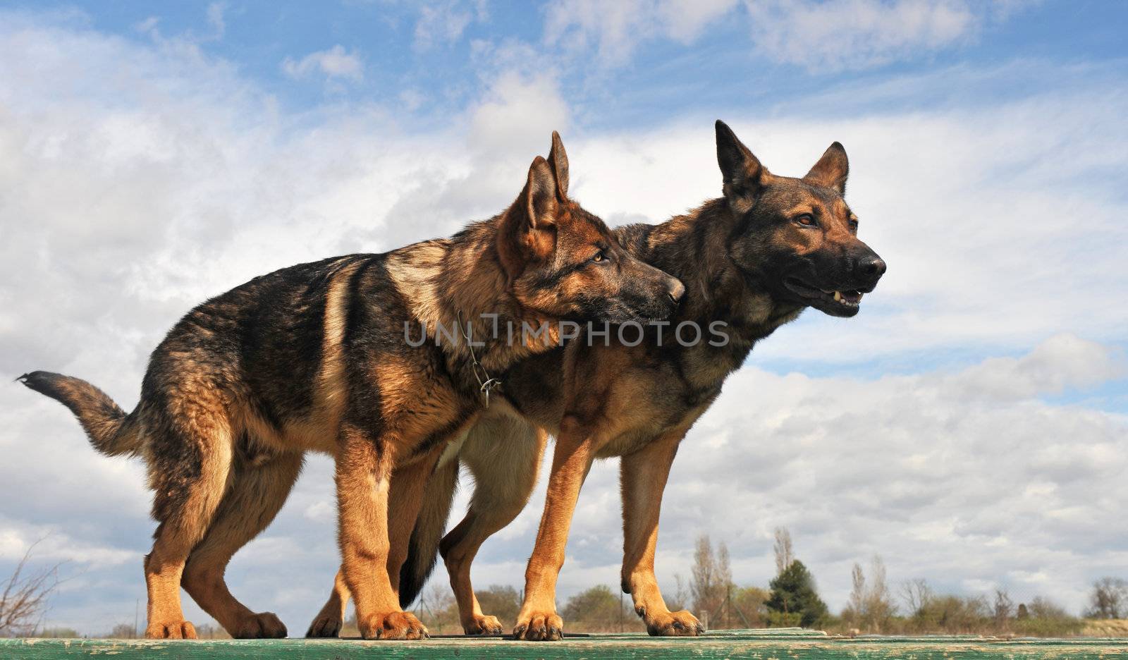 two purebred gray german shepherds upright: a female and a  five month puppy
