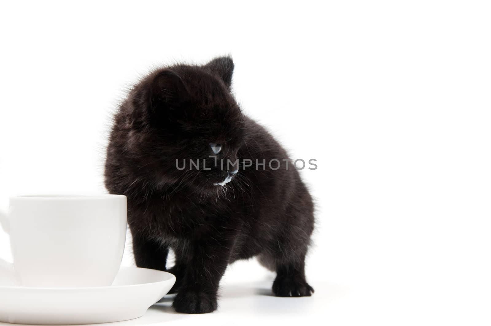 Shot of little cute black kitten isolated on white