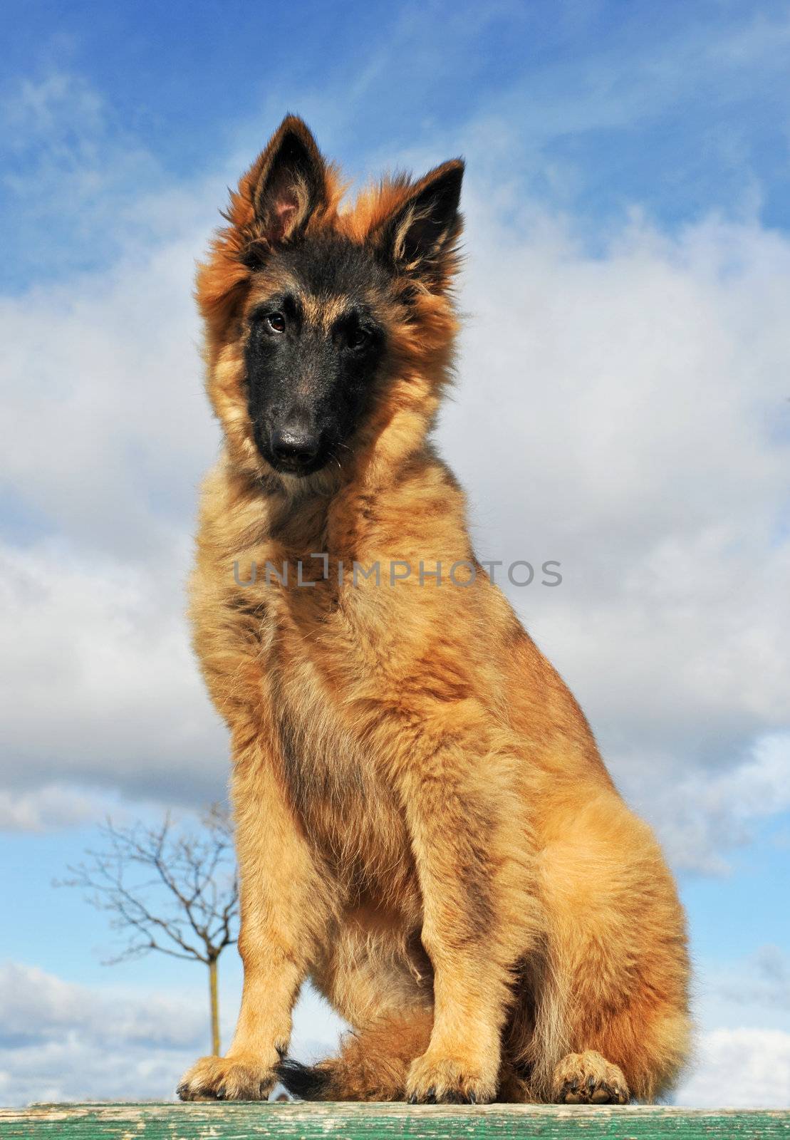 portrait of a purebred belgian shepherd tervueren sitting on a blue sky