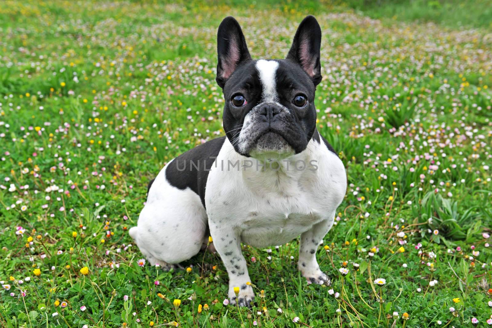 portrait of a purebred french bouledogue in a field with flowers