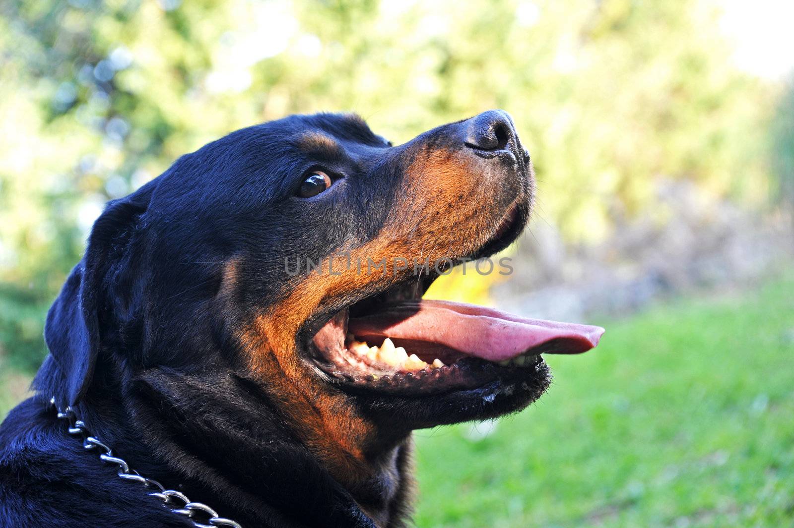 portrait of a purebred rottweiler in a garden