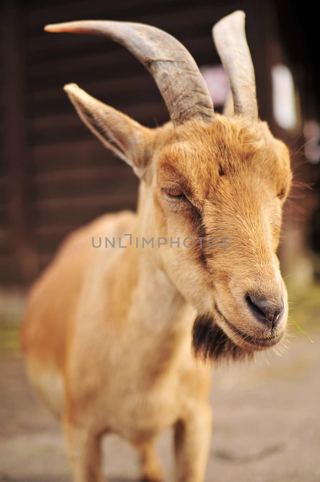 Shot of cute goat in zoo, sunny day
