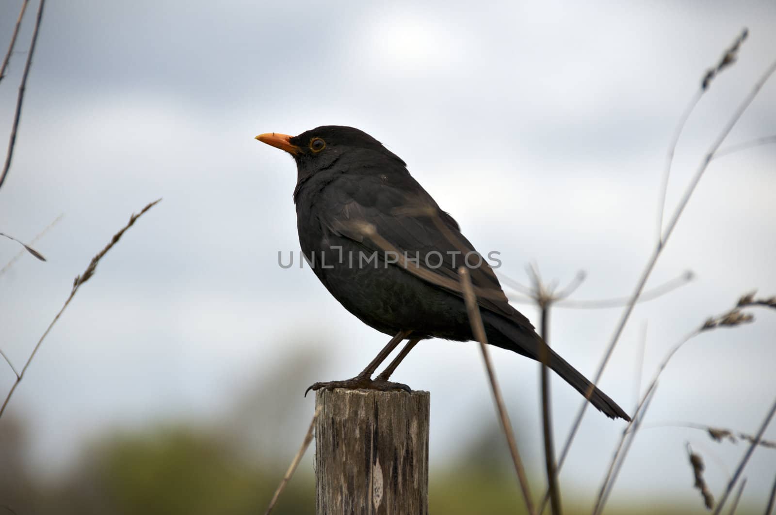 A bird sitting on afence post with a cloudy sky in the background