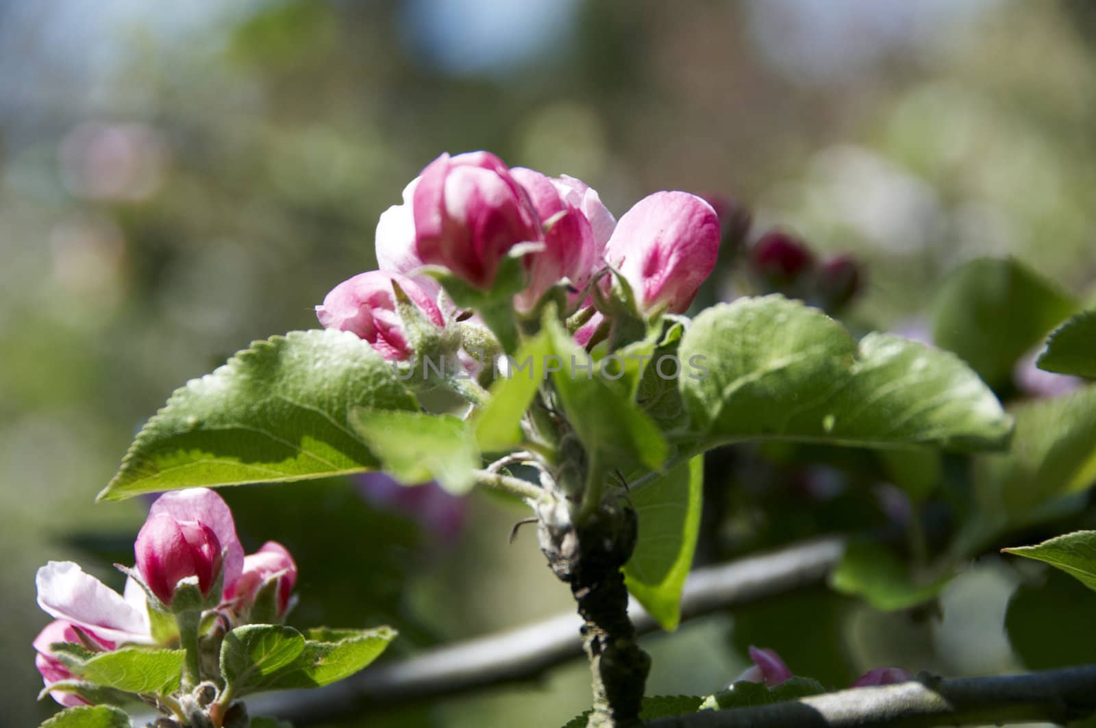 Detail of some apple blossom on a tree