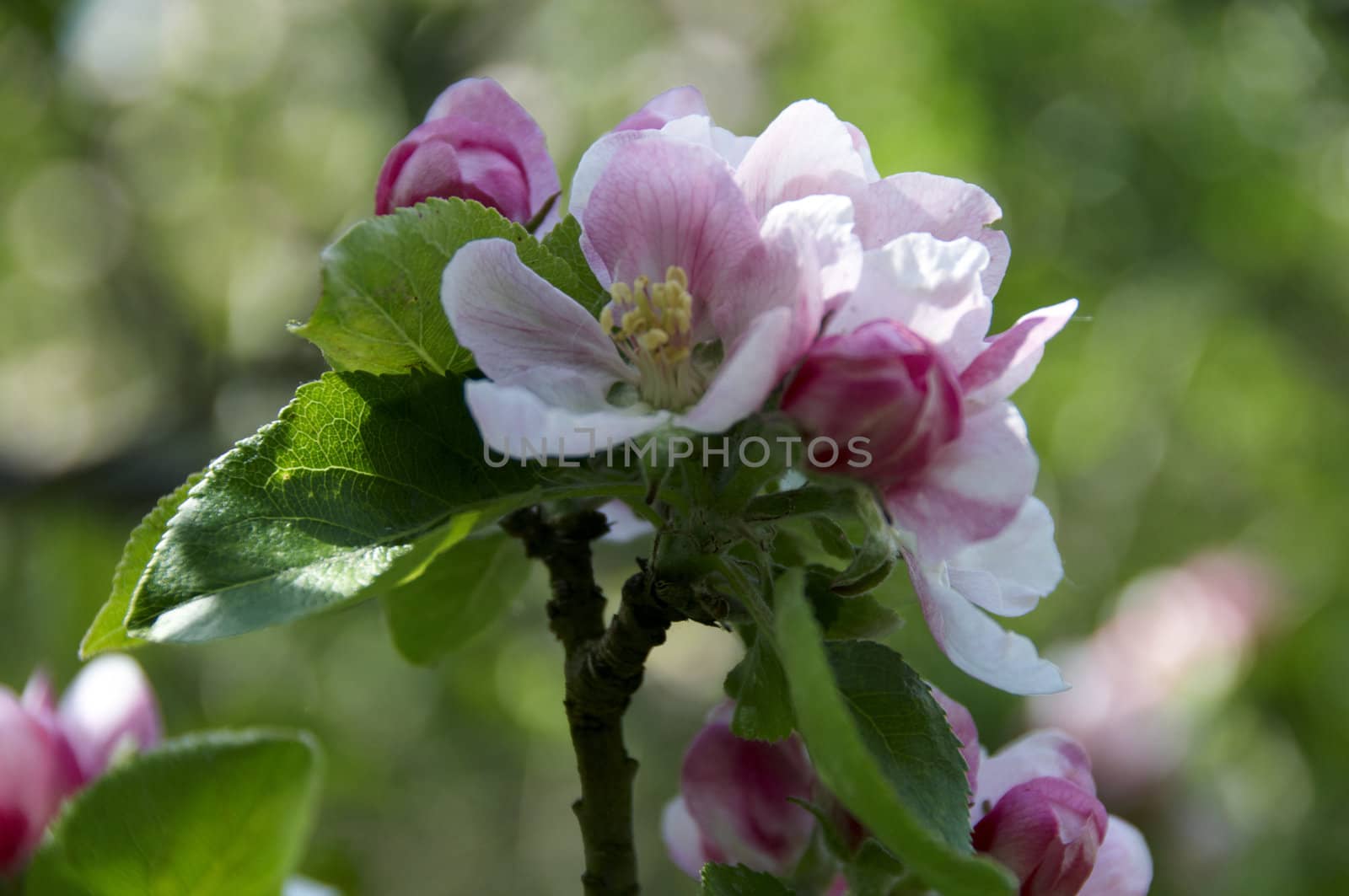 Detail of some apple blossom on a tree