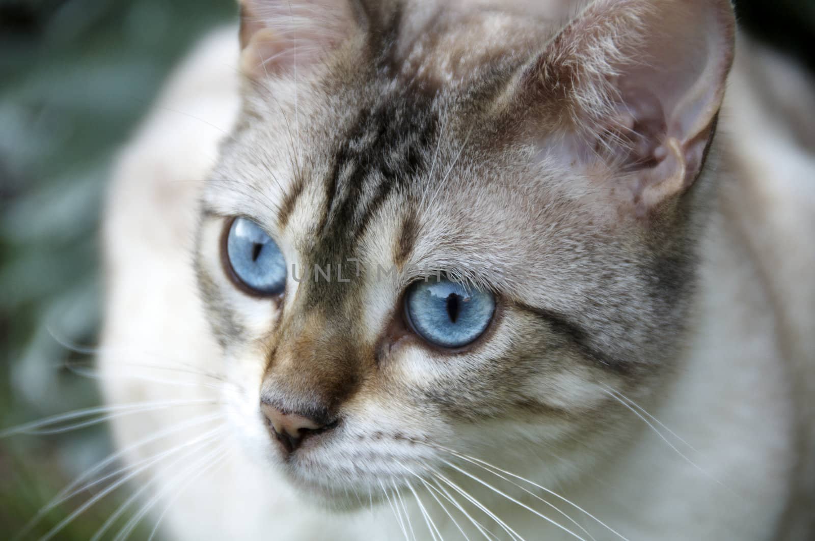 A Bengal cat outside in the garden