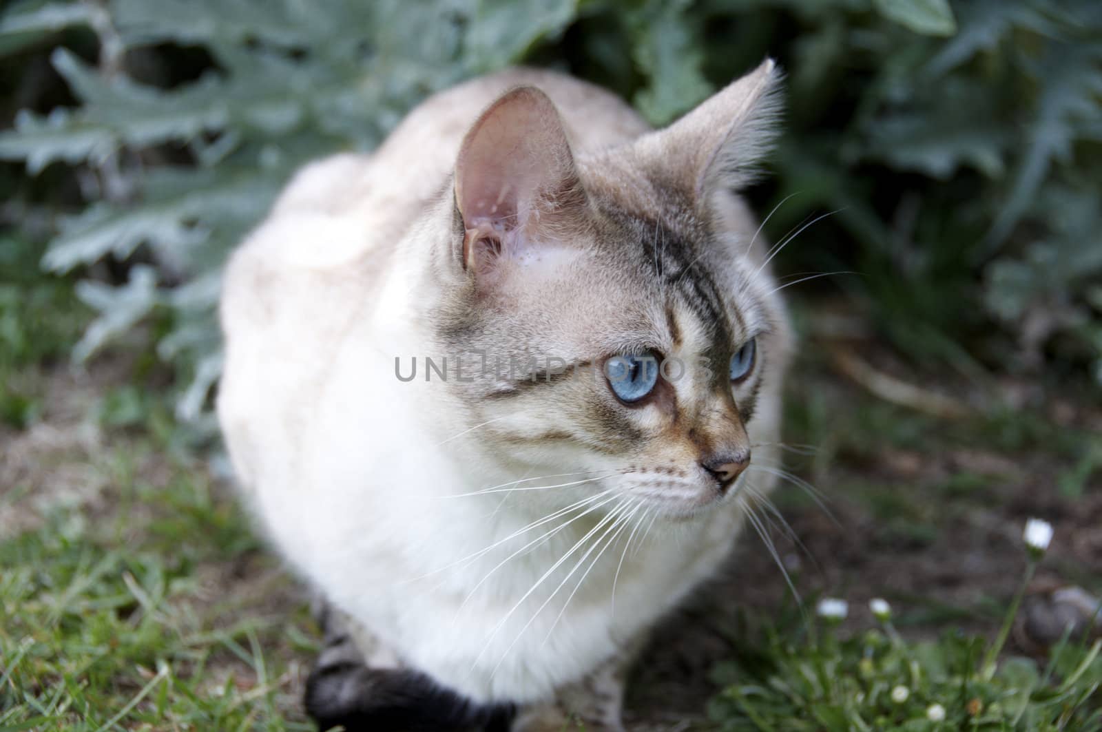 A Bengal cat outside in the garden