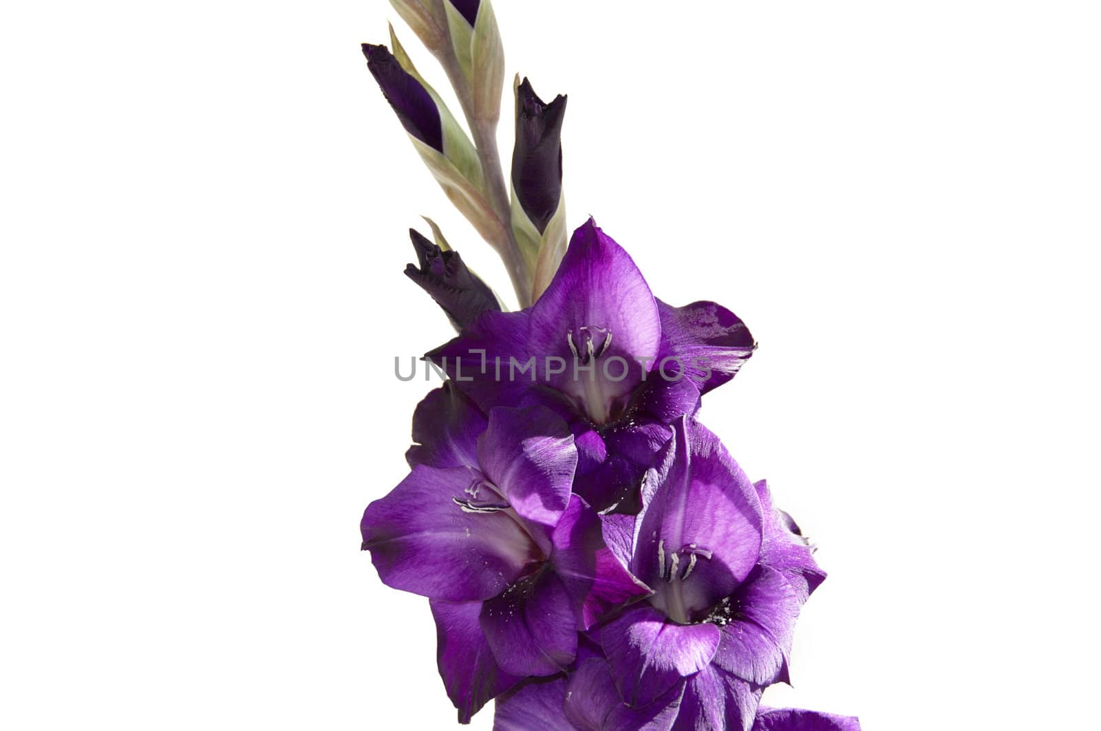 A purple gladiolus isolated on a white background