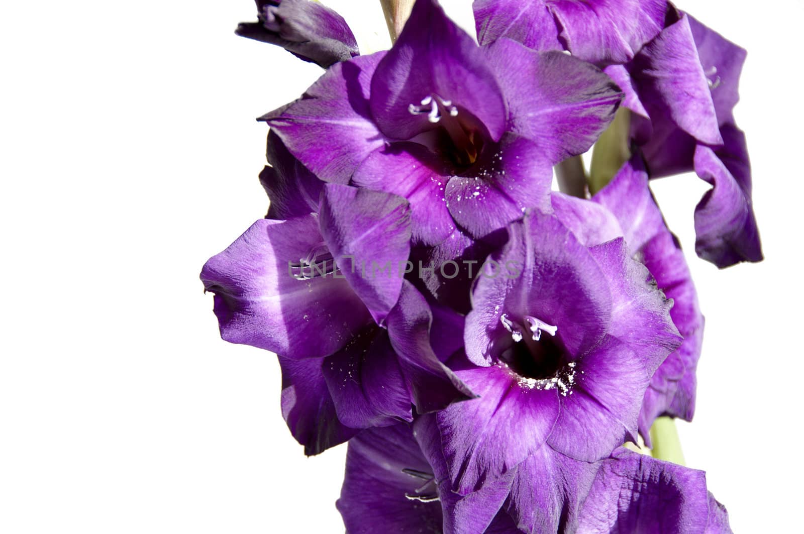 A purple gladiolus isolated on a white background