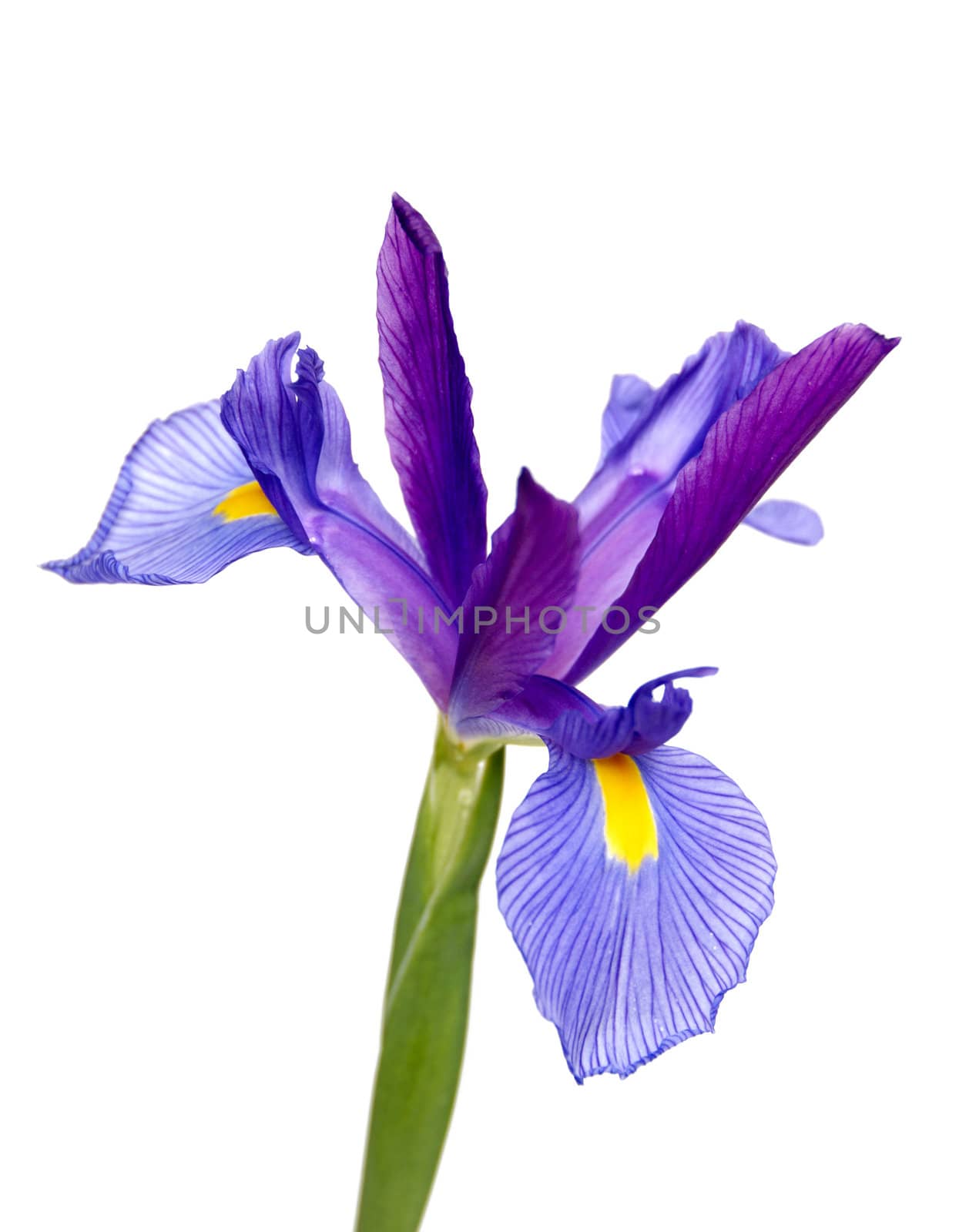 A purple and yellow Iris isolated on a white background