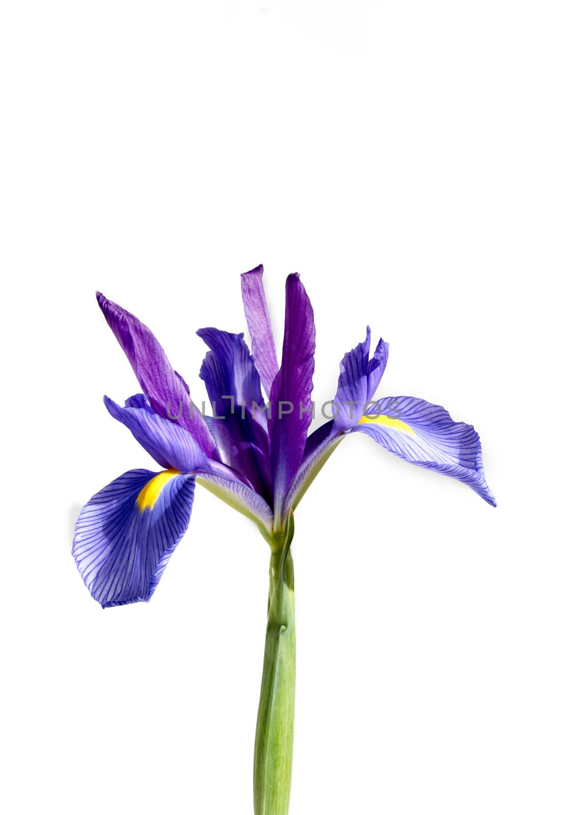 A purple and yellow Iris isolated on a white background