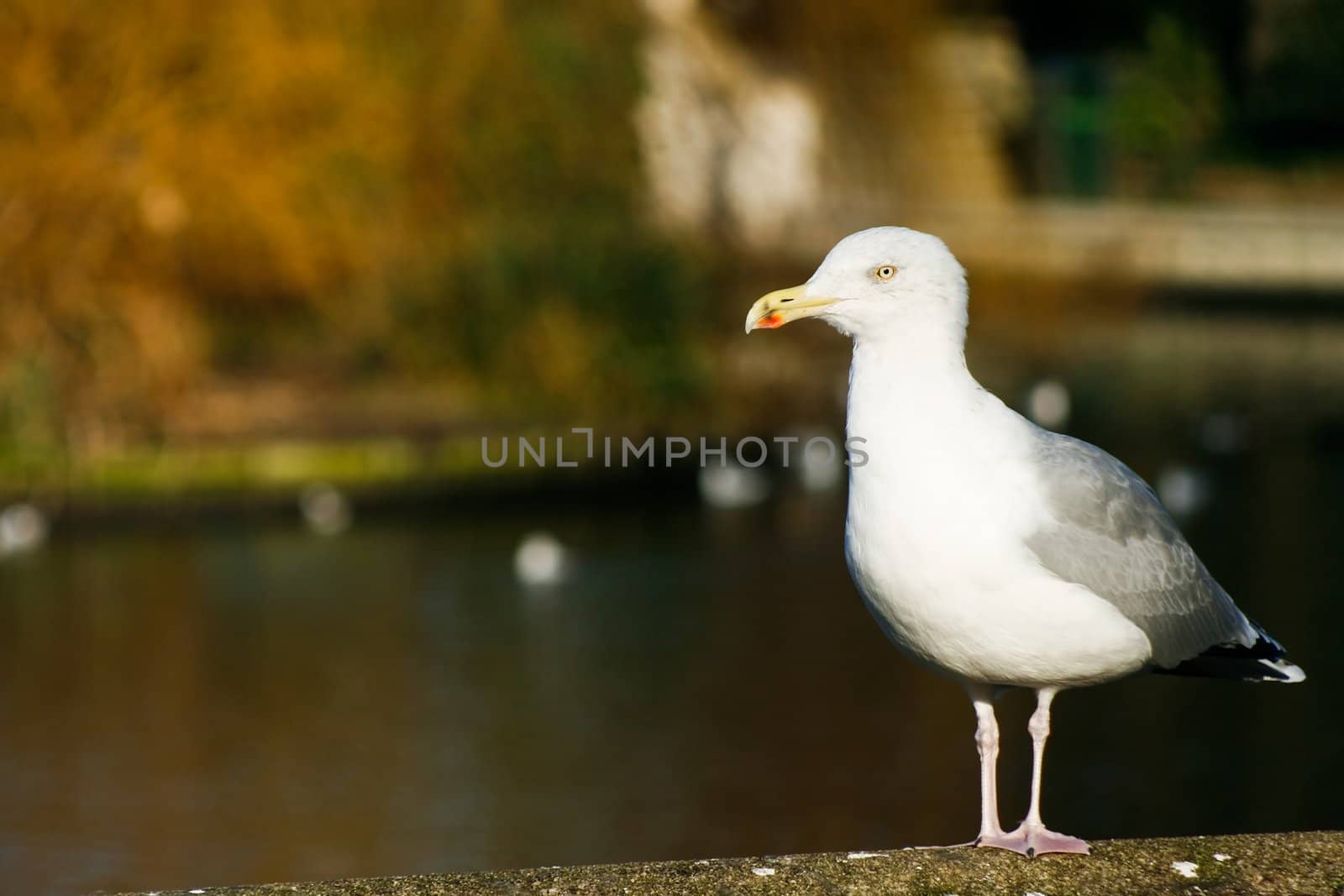 Herring gull in wintersun standing on stone wall with colorful background