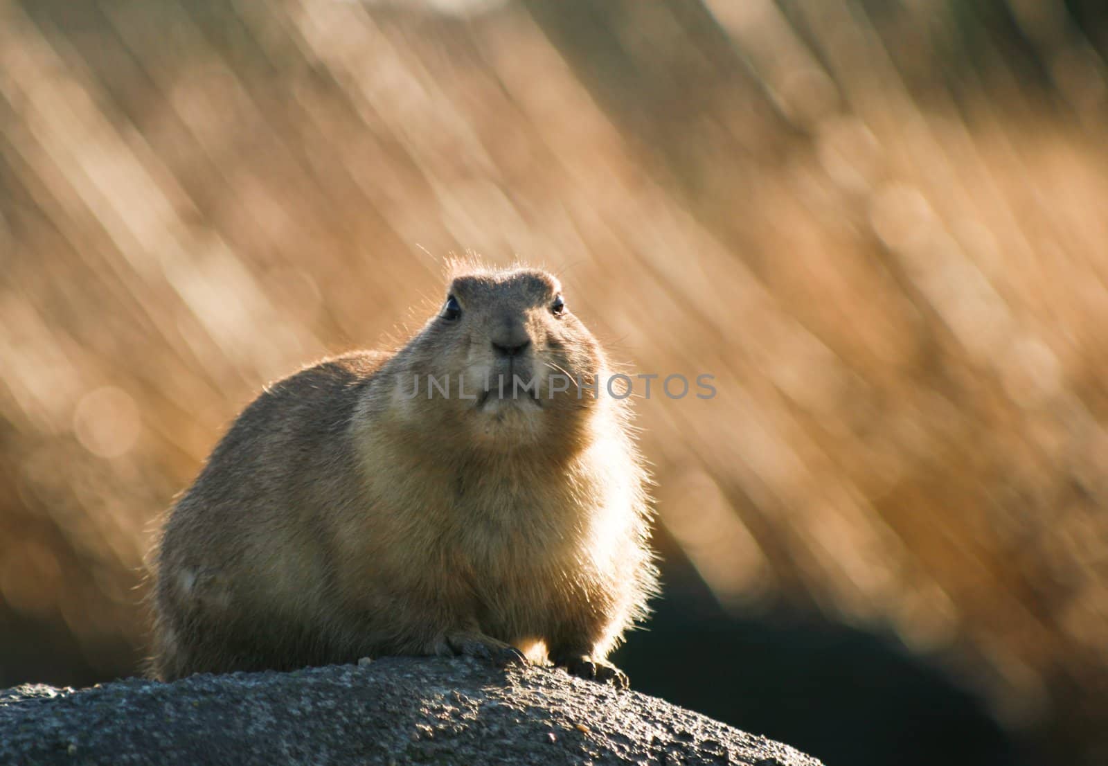 Prairiedog in the winter sun with dry grass in background