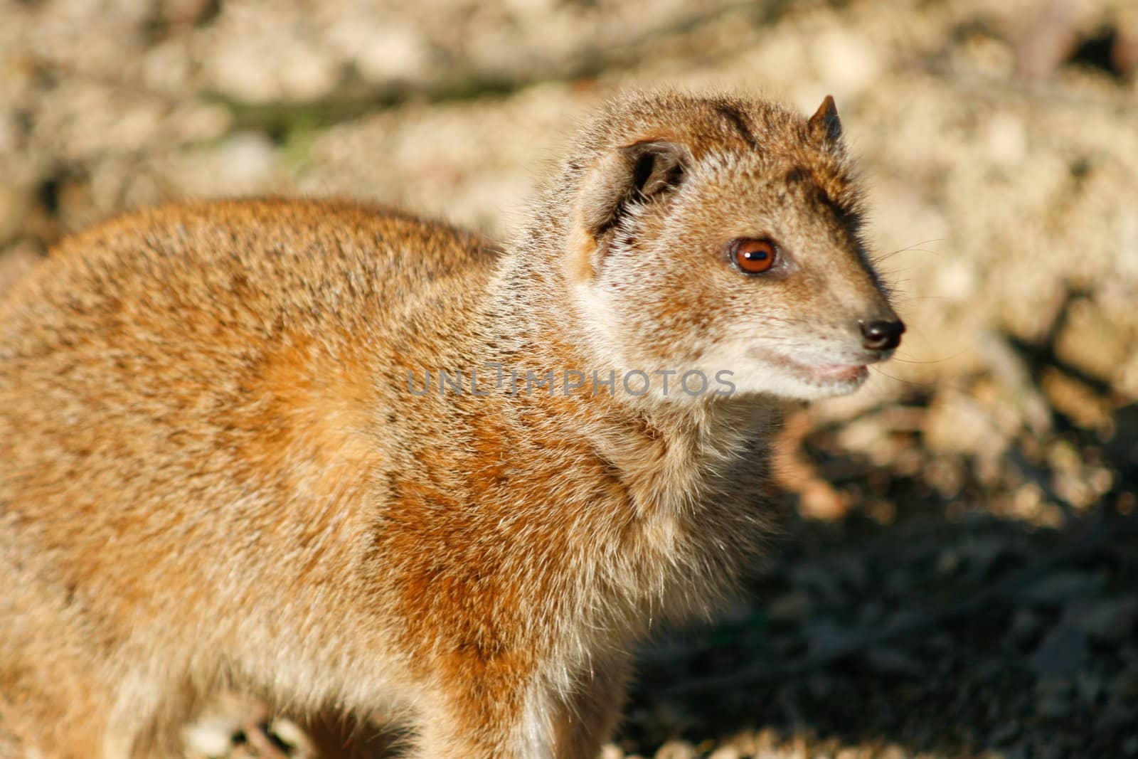 Yellow Mongoose, cynictis penicillata, in winter sunshine 