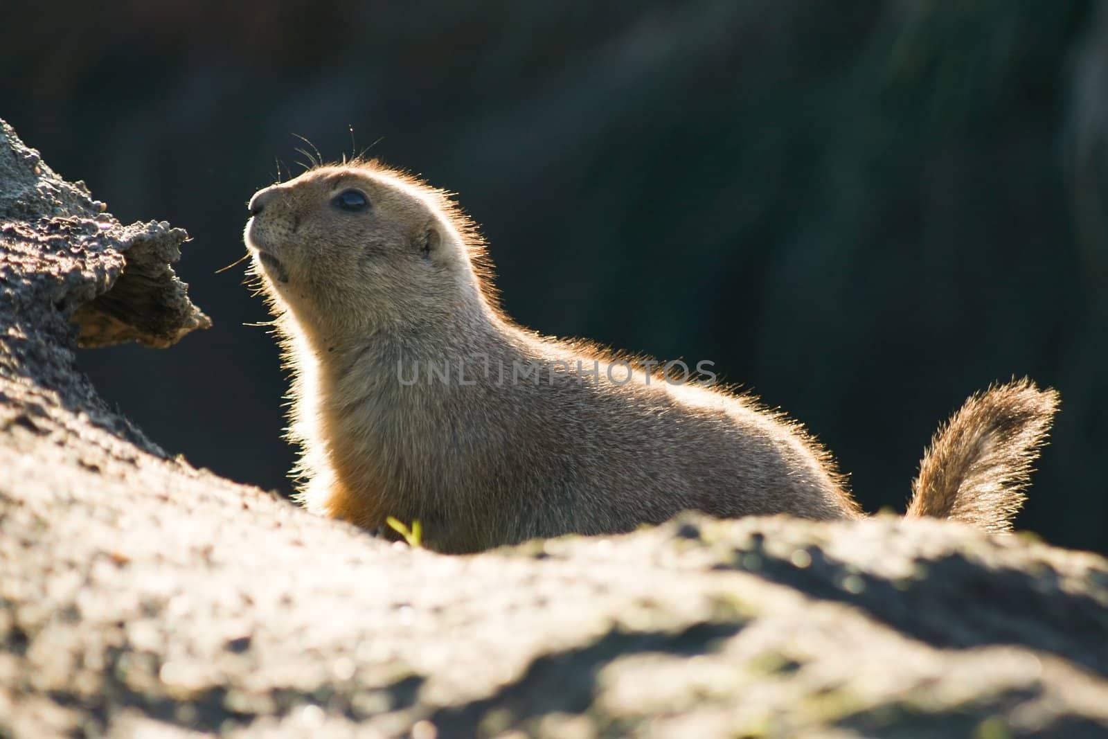 Prairiedog is showing up and looking watchful