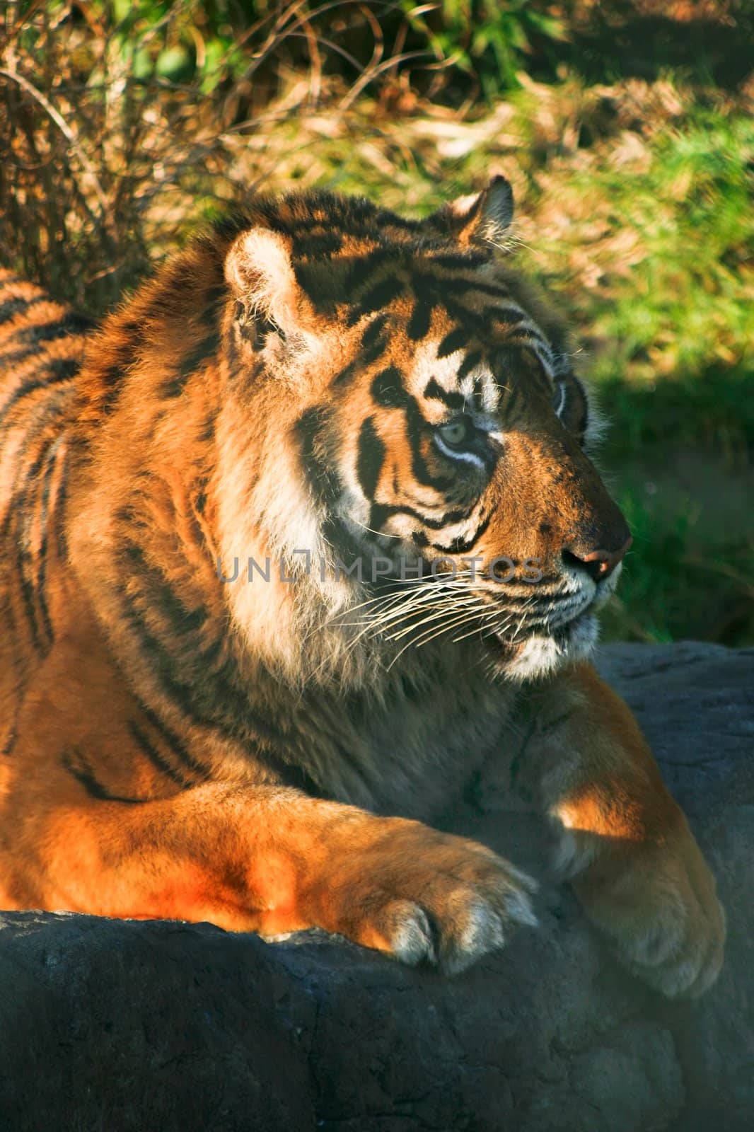 Late afternoon winter sun gives warm colors to the tigers fur