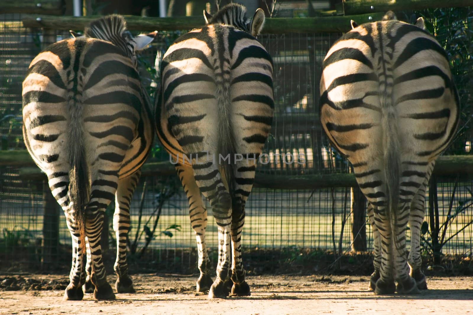 Full figured zebras-color image by Colette