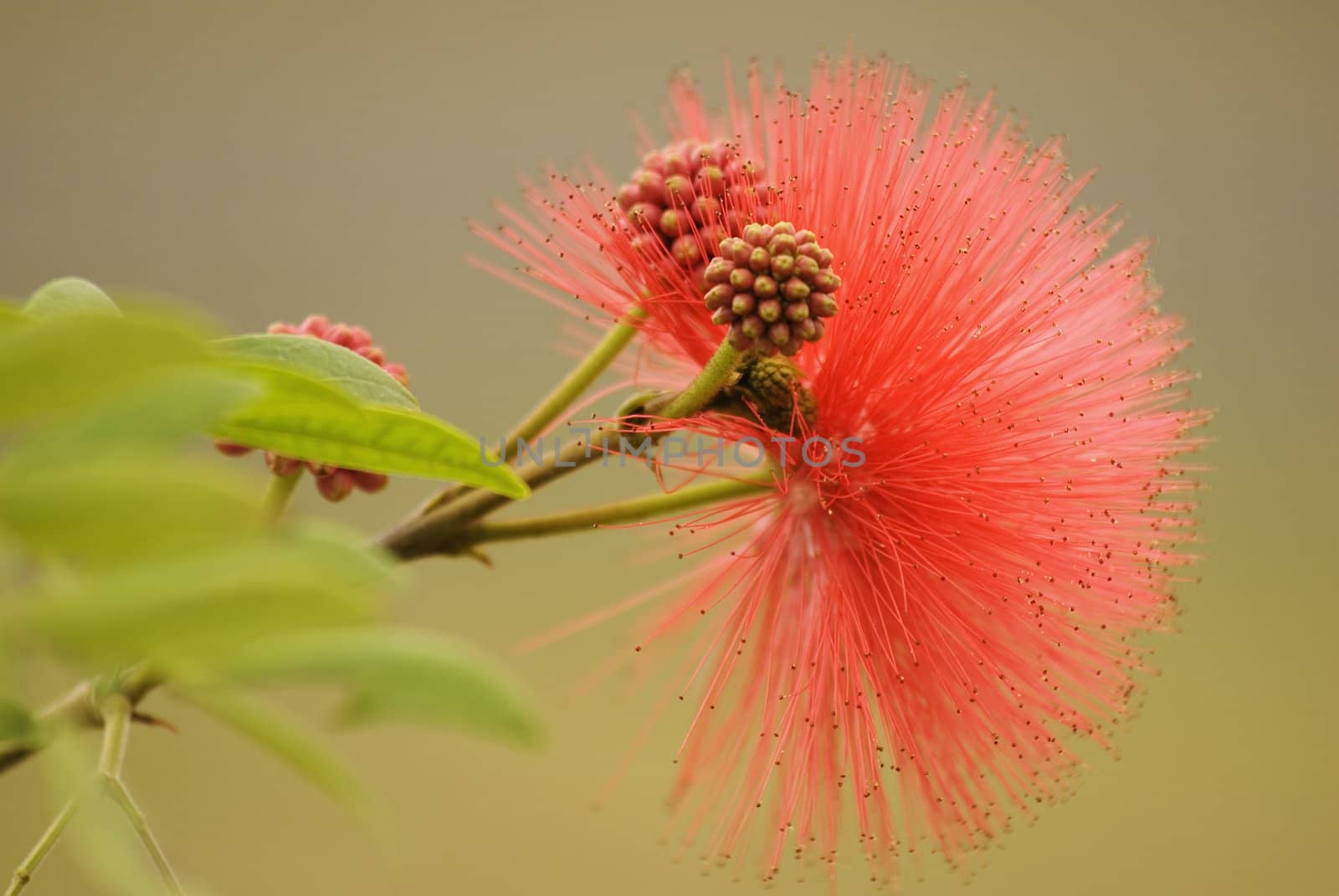 Beautiful Flower by elwynn