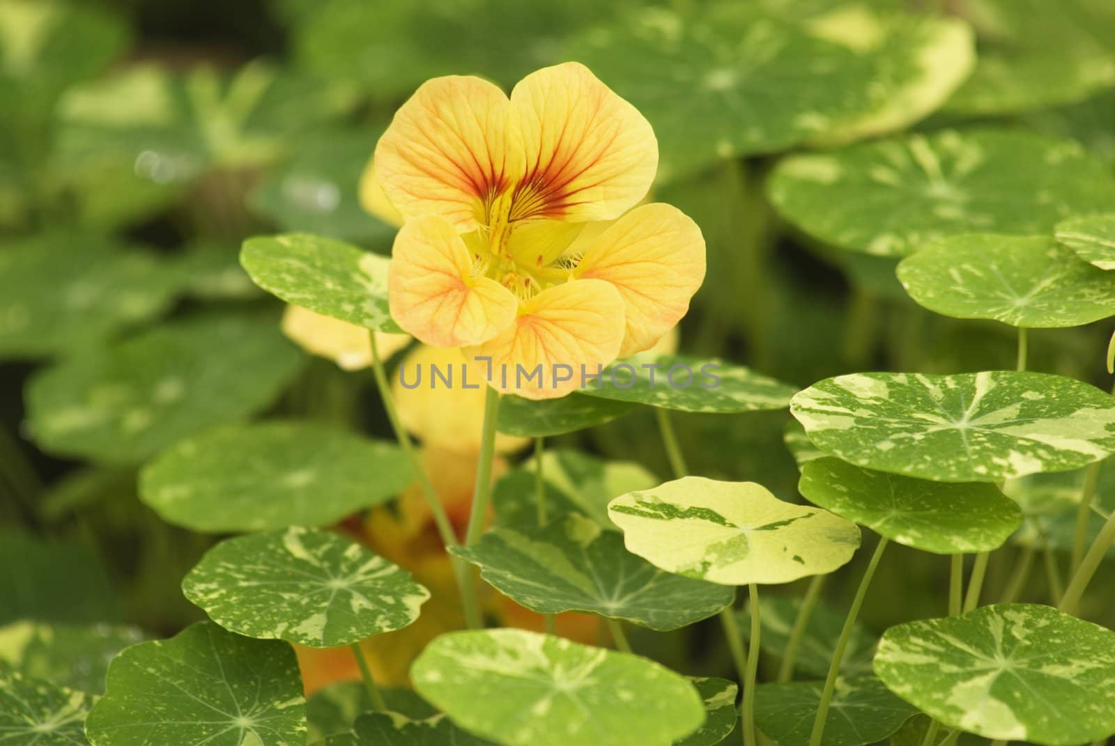 These small flower were so beautiful and lovely, take picture in Taipei most big park.