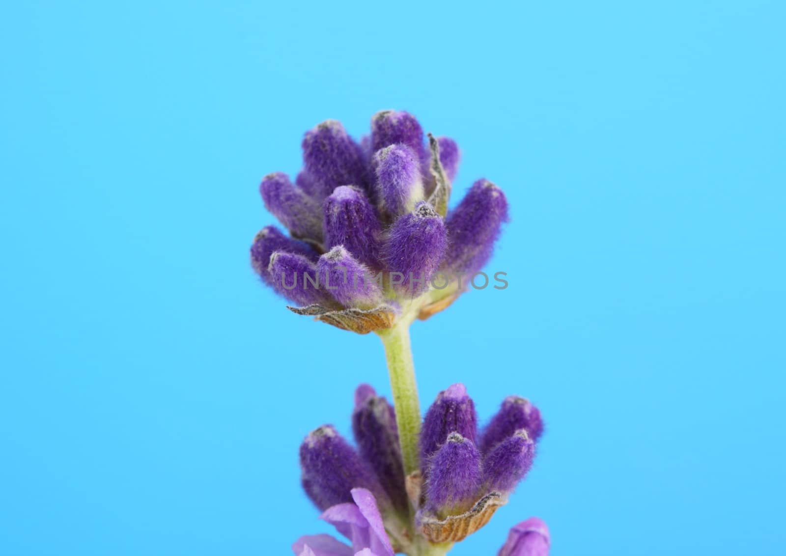 lavender by mitzy