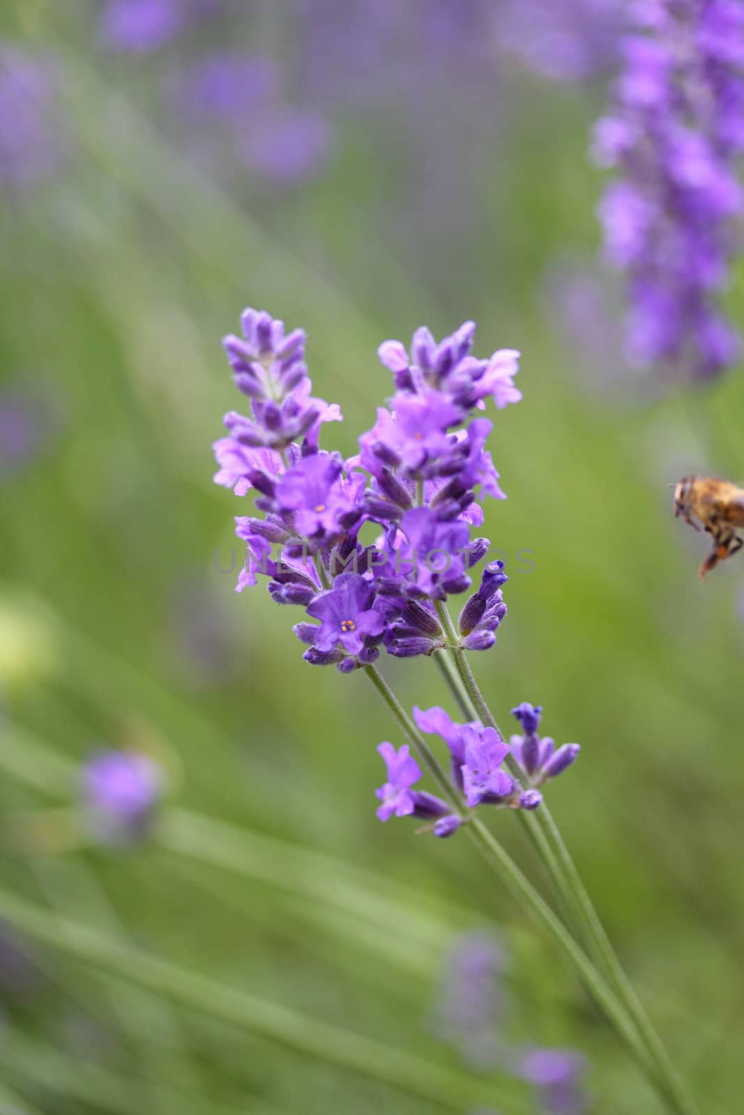 lavendar