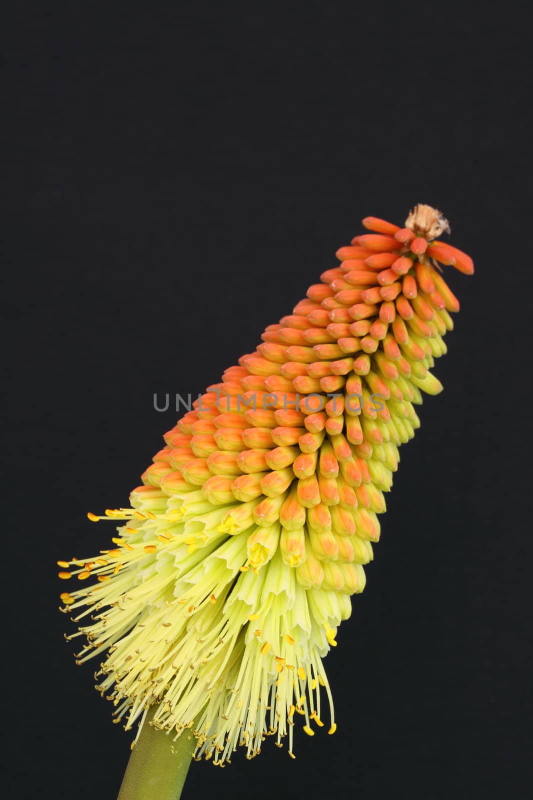 Kniphofia