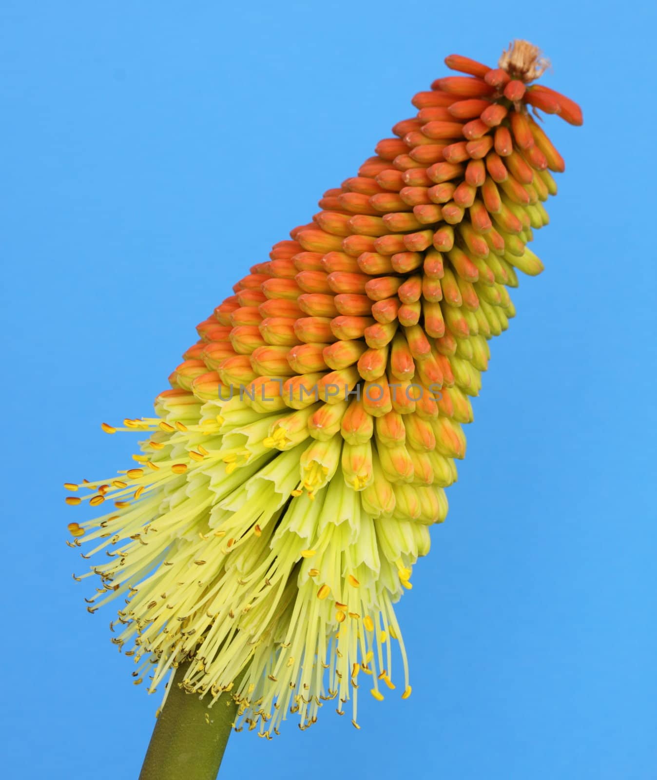 Kniphofia