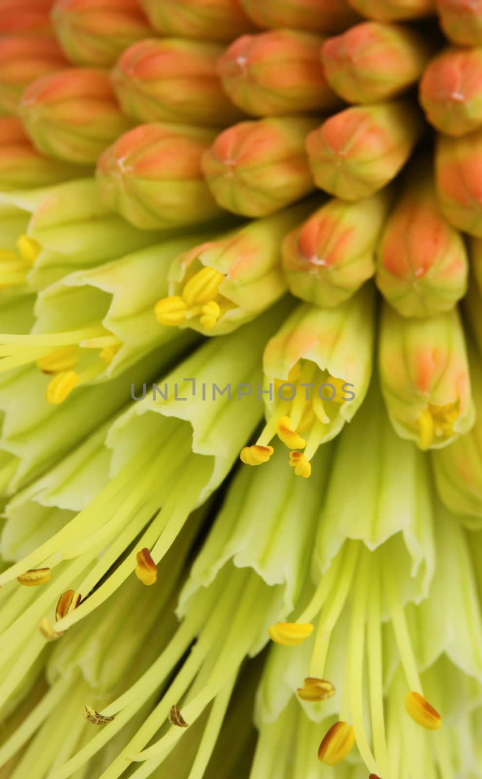 Kniphofia by mitzy